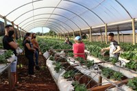 Vereadores Jussara, Stela, Patrícia e Cleiton visitaram propriedades rurais e agroindústrias familiares.